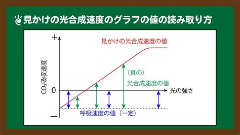 陽樹 陰樹|陽樹・陰樹の光合成速度差の原理的原因 